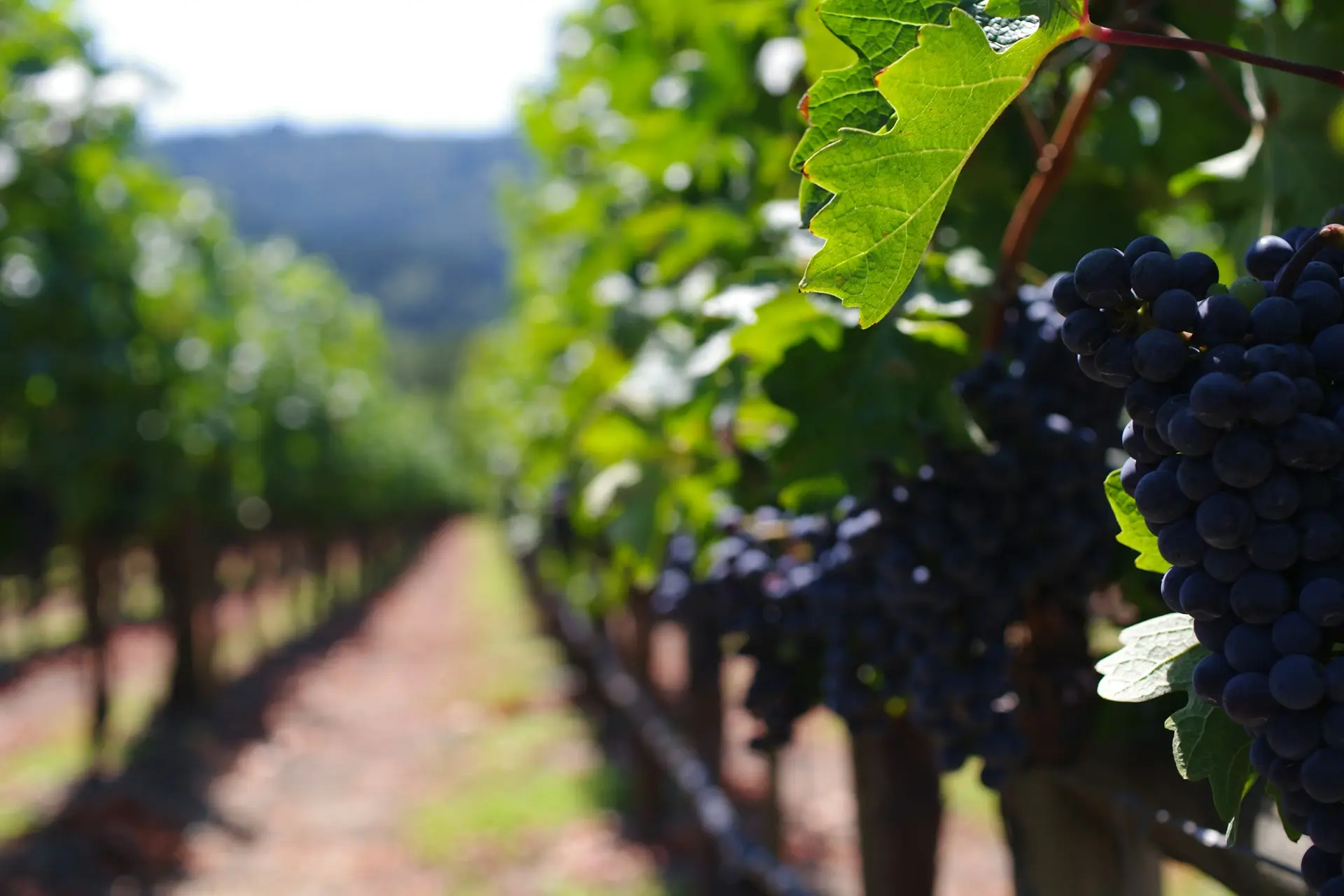 Napa Valley — wedding photography — 1