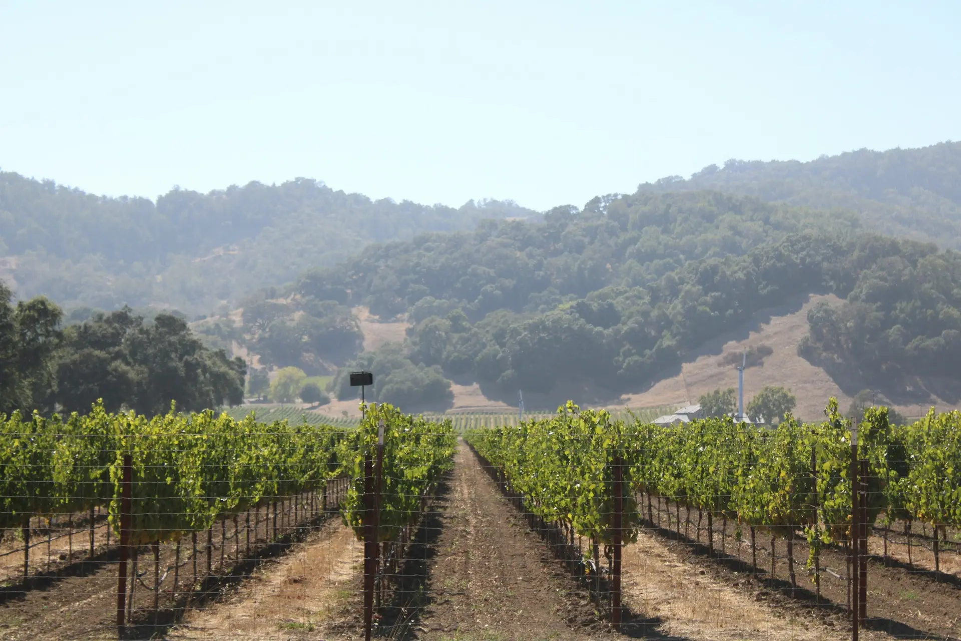Napa Valley — wedding photography — 2