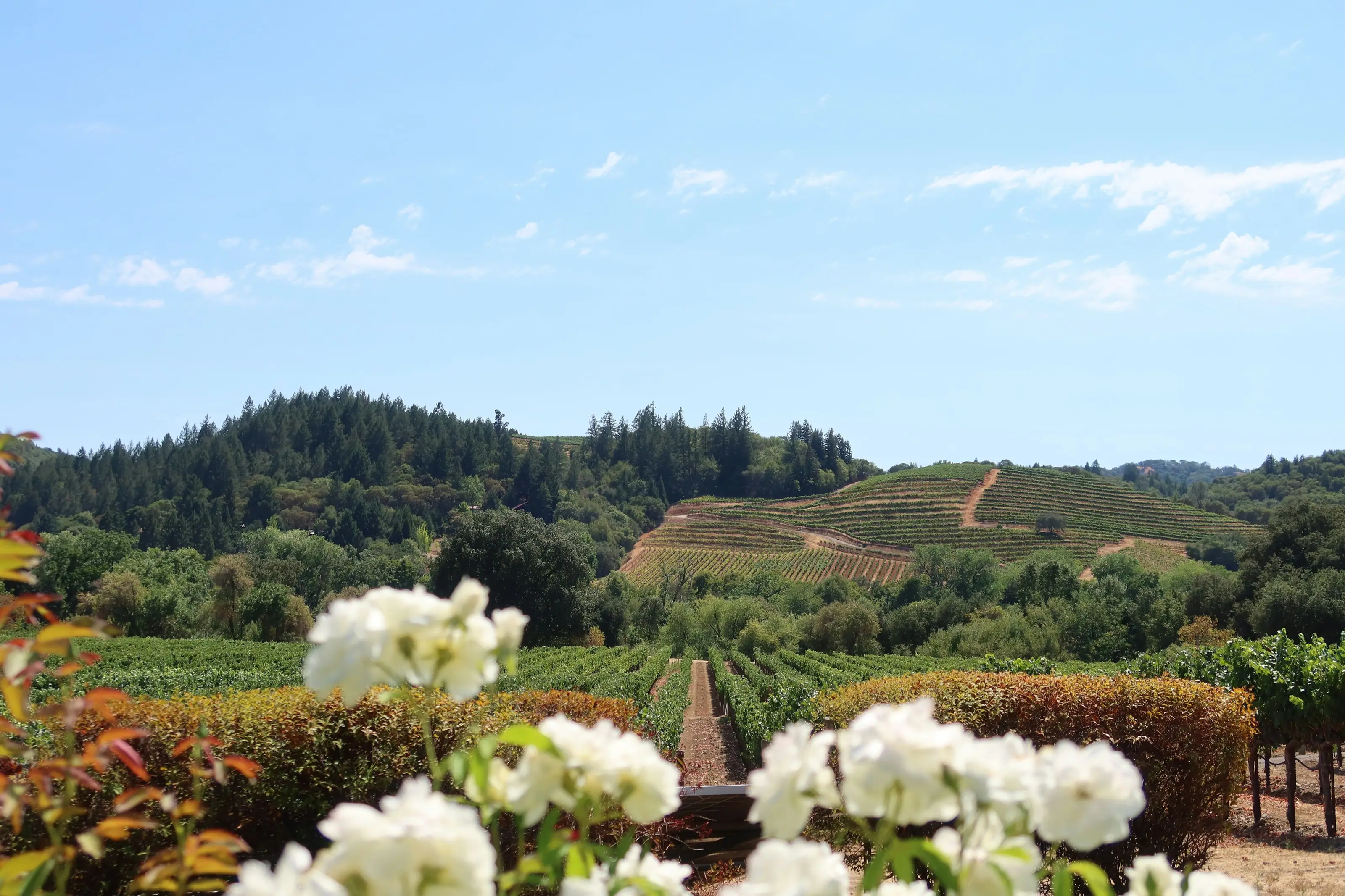 Napa Valley — wedding photography