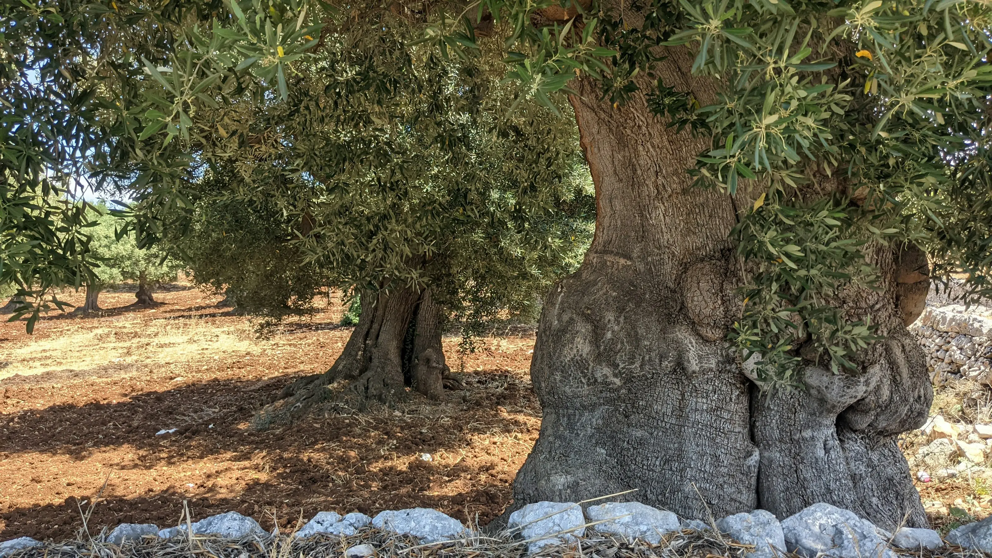 Puglia — wedding photography
