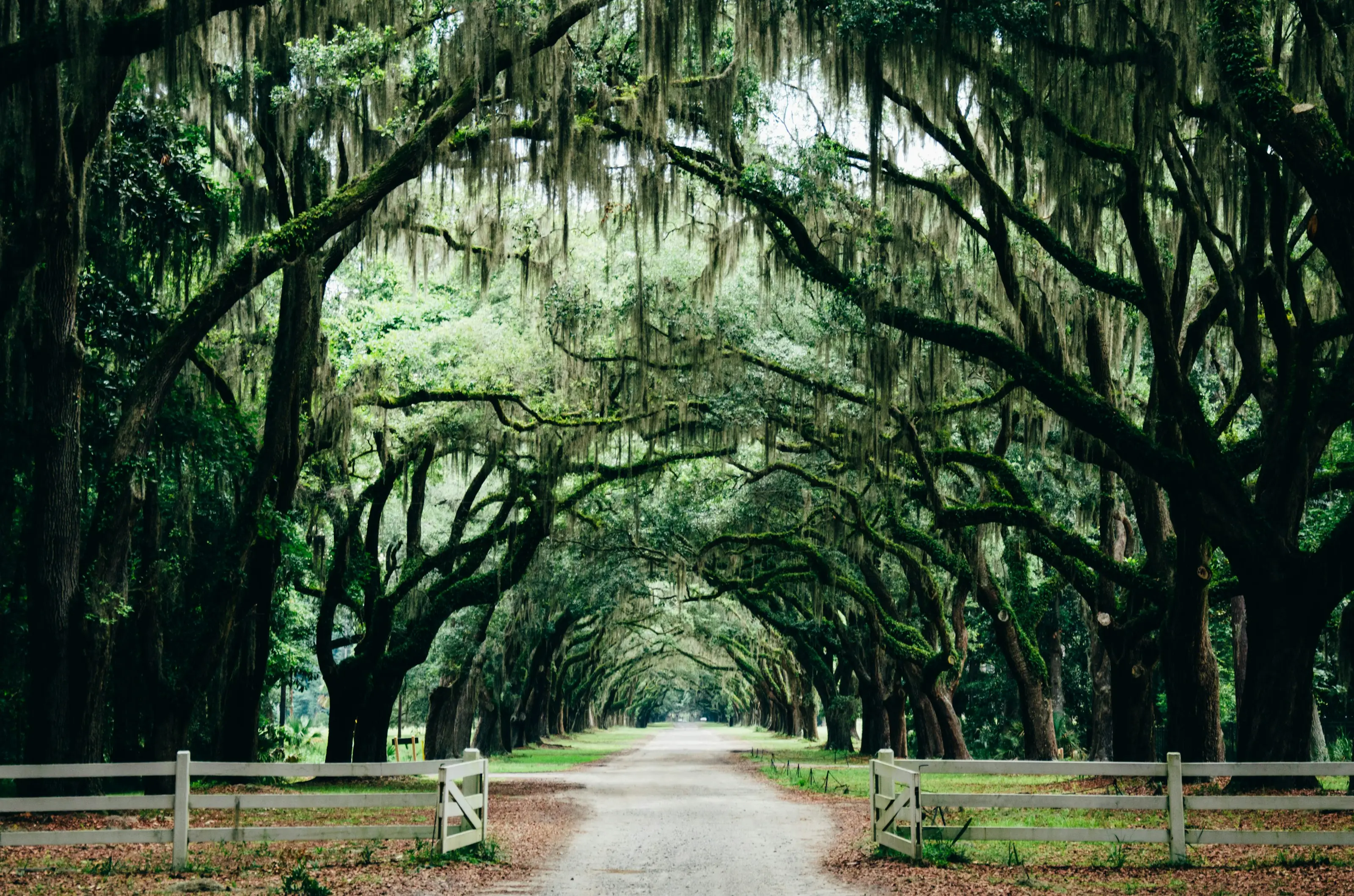Savannah — wedding photography